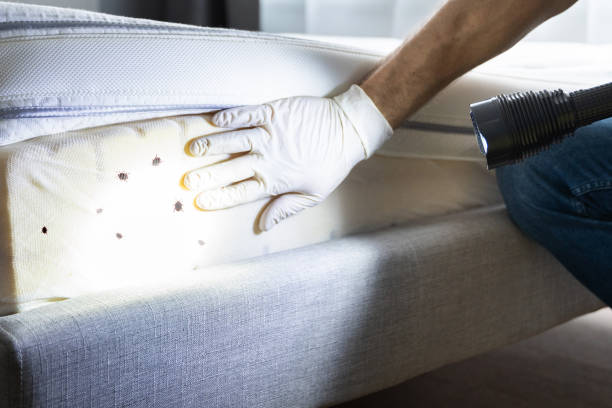 Best Local Pest Control Services  in Williston, FL