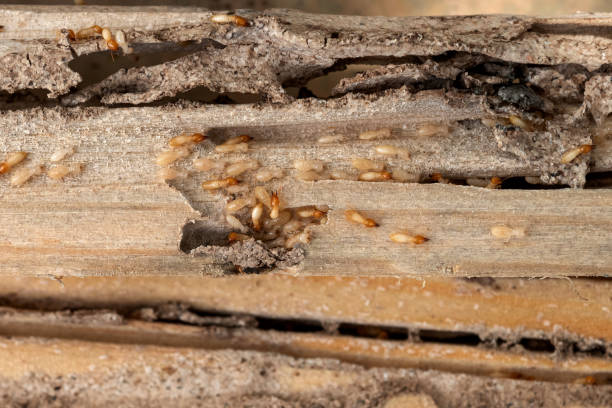 Best Pest Inspection Near Me  in Williston, FL