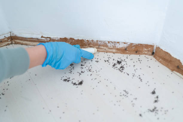 Best Affordable Pest Control Services  in Williston, FL